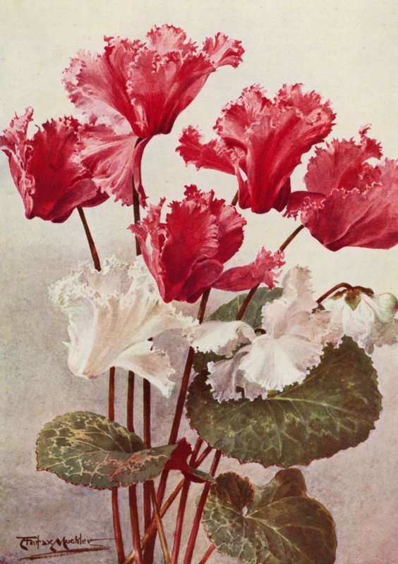  by Angelo Fairfax Muckley