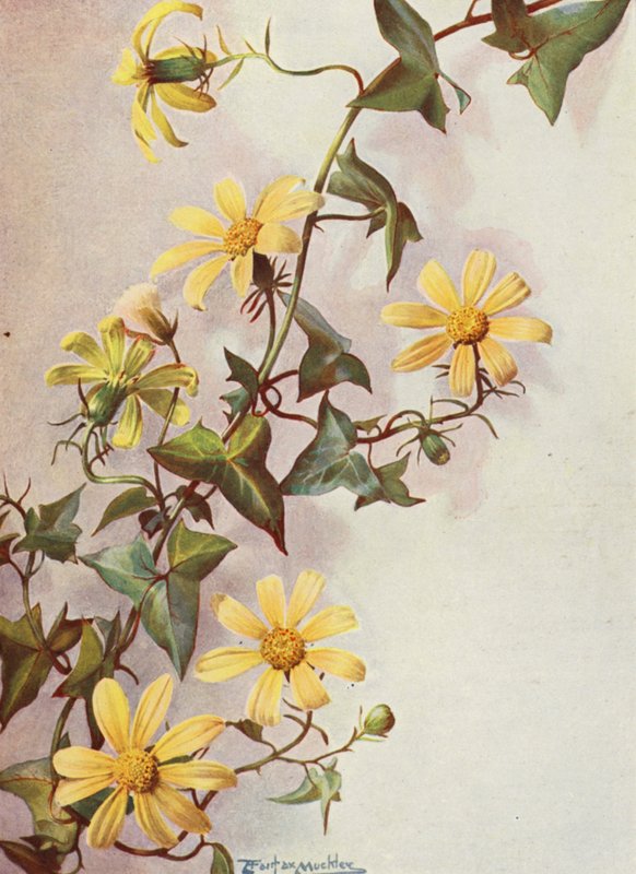  by Angelo Fairfax Muckley