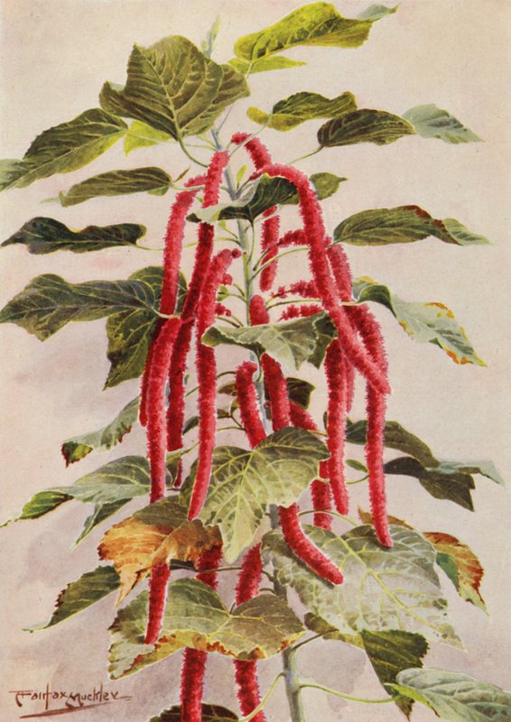  by Angelo Fairfax Muckley
