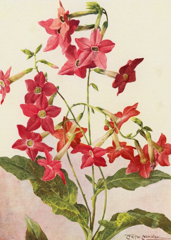  by Angelo Fairfax Muckley