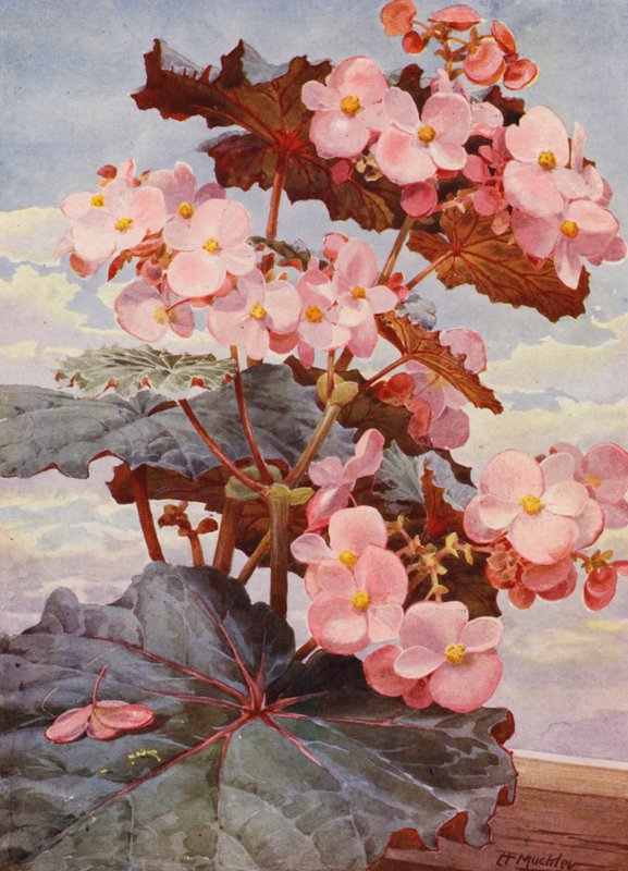  by Angelo Fairfax Muckley