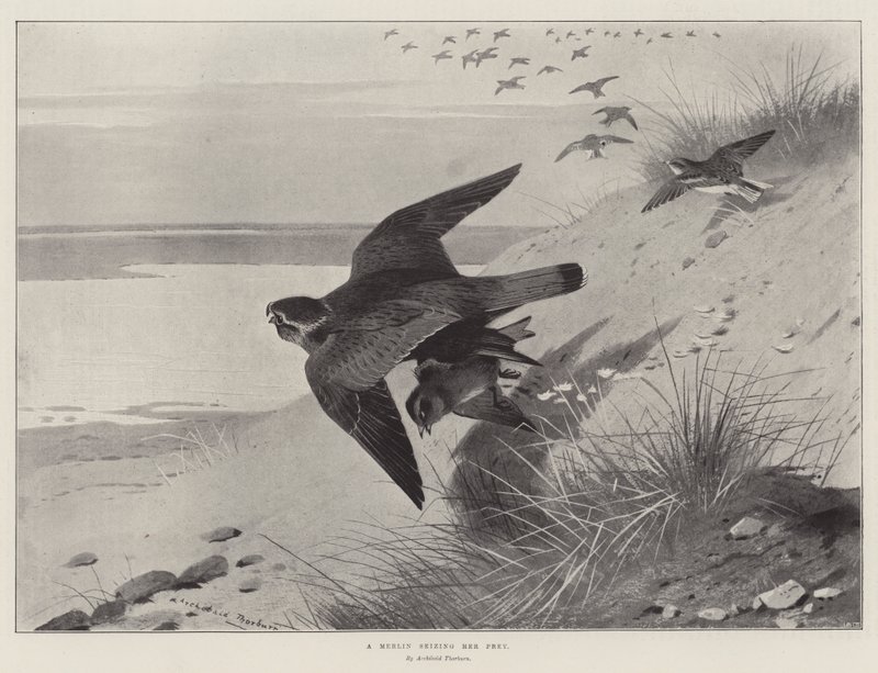 Avını yakalayan bir Merlin by Archibald Thorburn