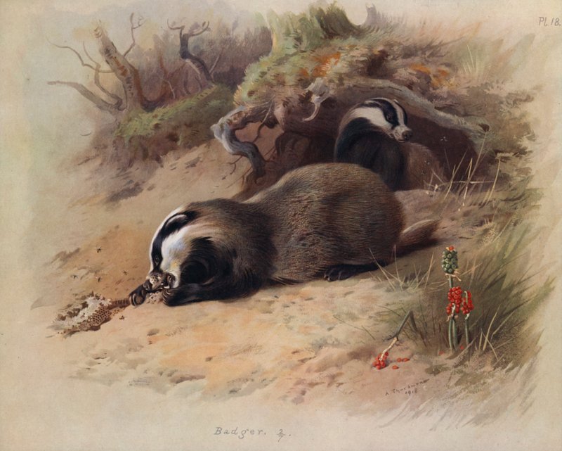 Porsuk by Archibald Thorburn