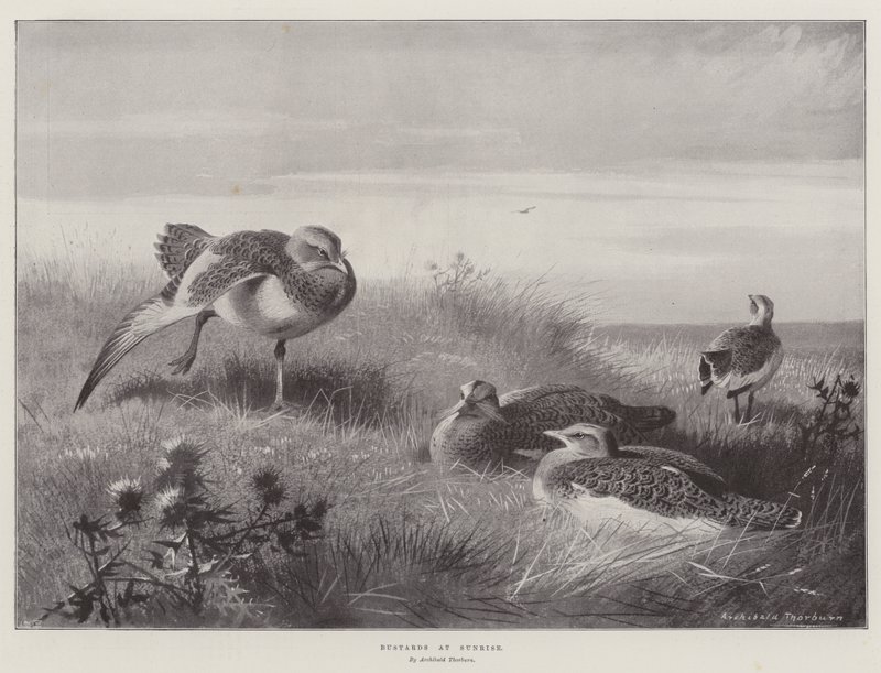 Gün doğumunda toylar by Archibald Thorburn