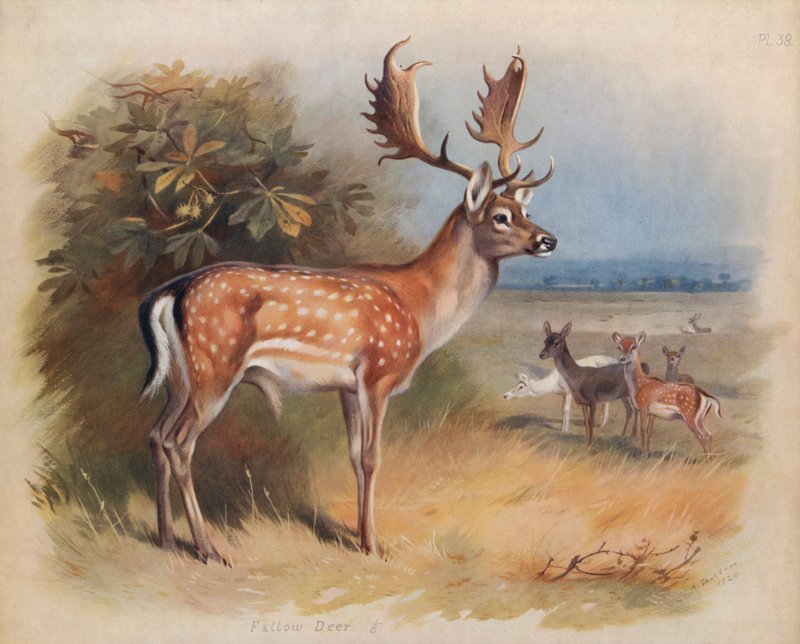 Ala Geyik by Archibald Thorburn
