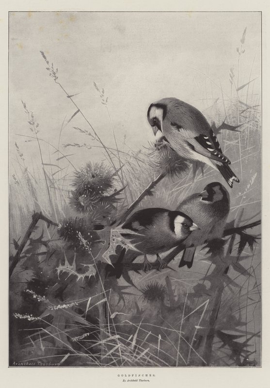 saka kuşu by Archibald Thorburn