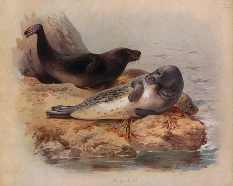 Gri Mühür by Archibald Thorburn
