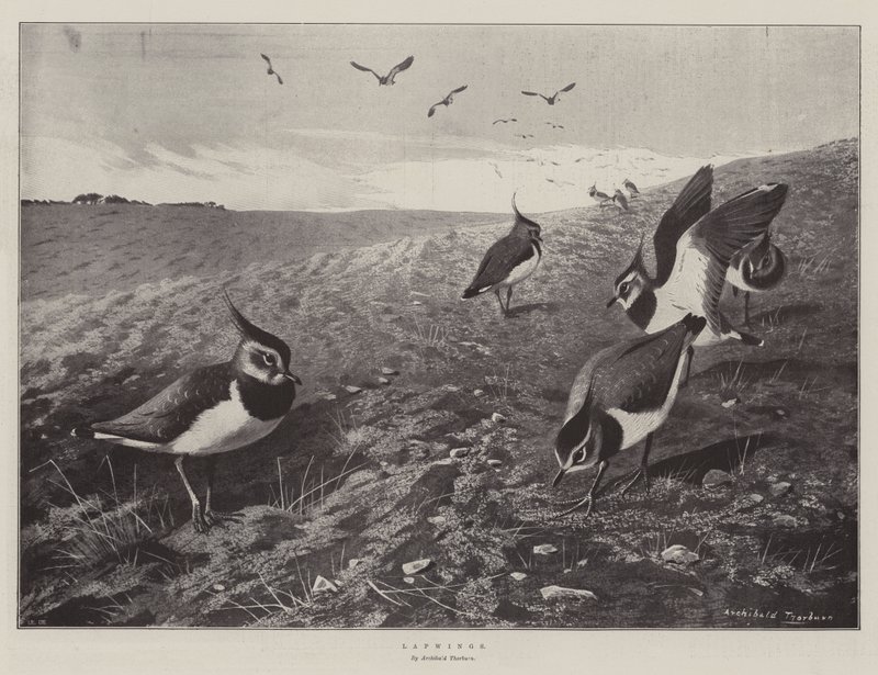 yavrular by Archibald Thorburn