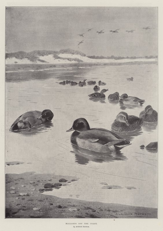 ಮಲ್ಲಾರ್ಡ್ಸ್ ಆಫ್ ಕೋಸ್ಟ್ ಟರ್ಕ್ by Archibald Thorburn