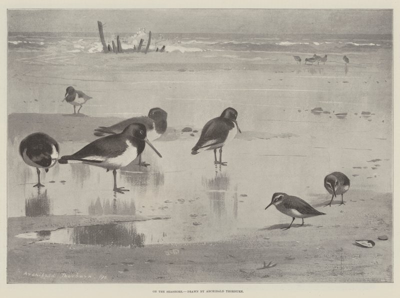 deniz kıyısında by Archibald Thorburn