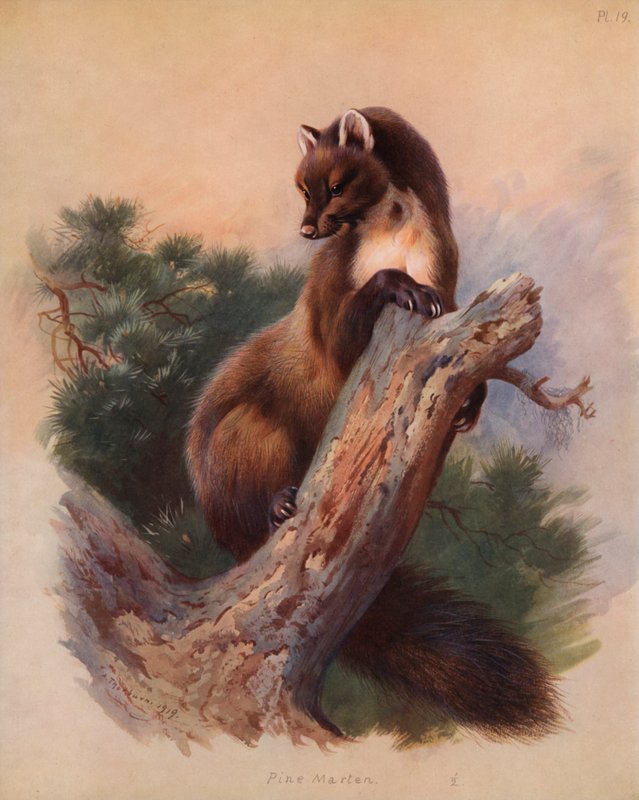 çam sansarı by Archibald Thorburn