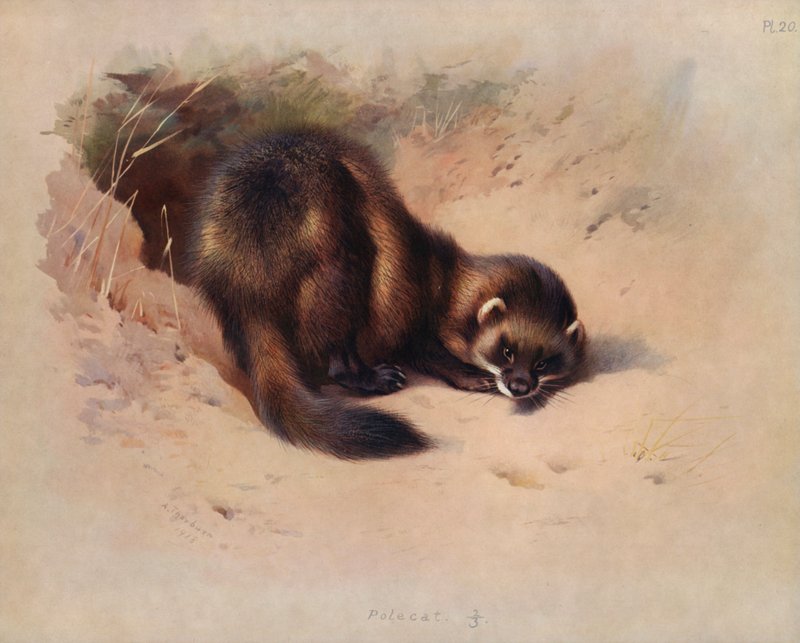 sansar by Archibald Thorburn