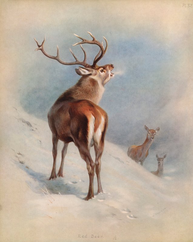 Alageyik by Archibald Thorburn