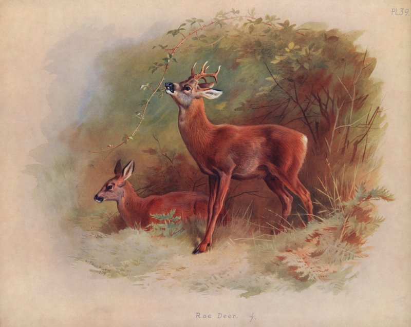Karaca by Archibald Thorburn