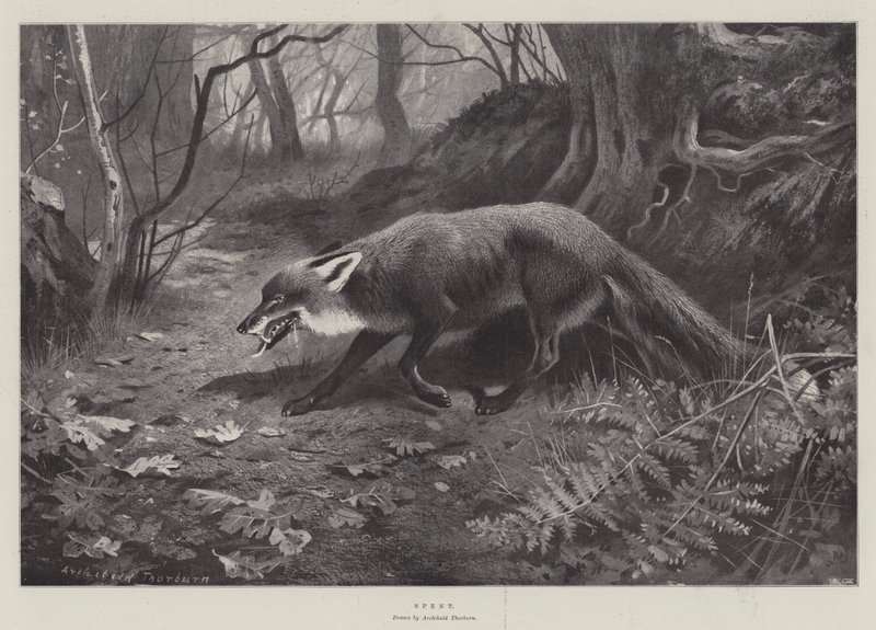 harcanan by Archibald Thorburn