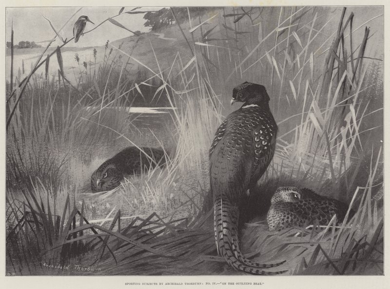 Spor Konuları, Uzaktaki Vuruşta by Archibald Thorburn