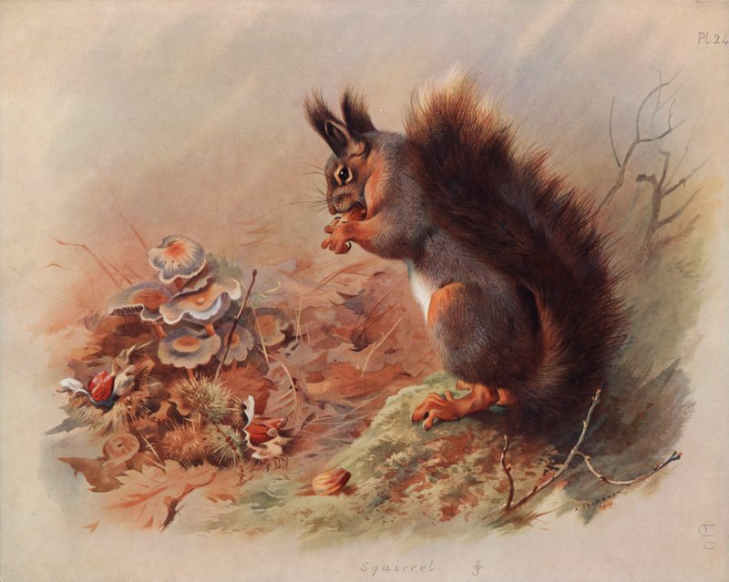 Sincap by Archibald Thorburn