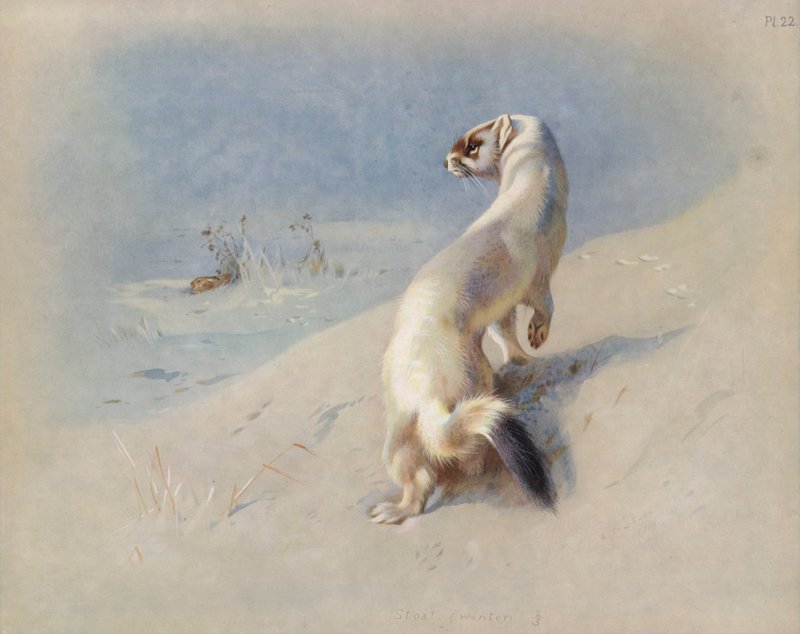 Stoa (kış) by Archibald Thorburn