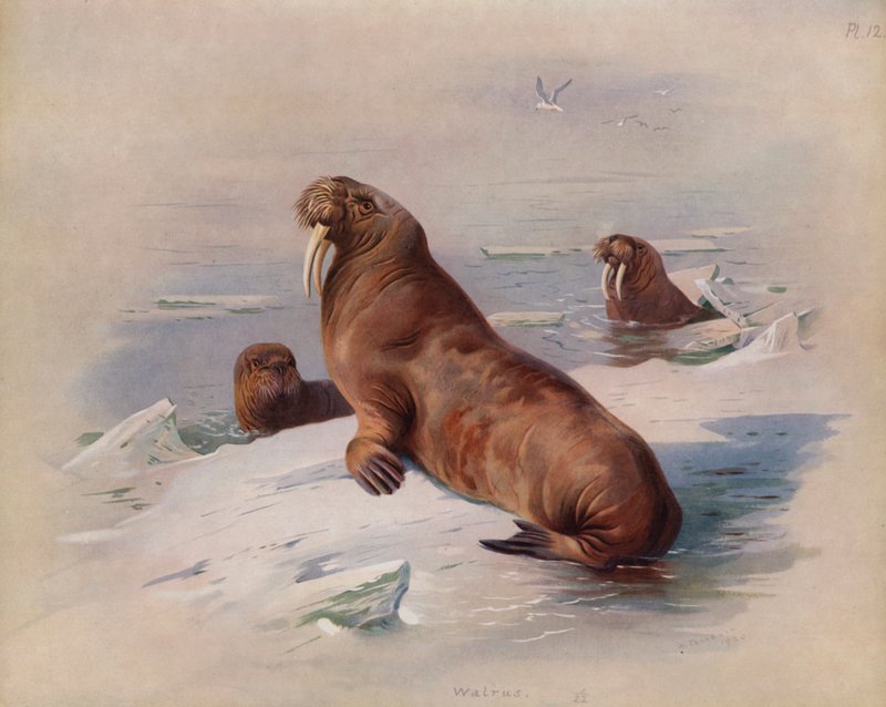 Mors by Archibald Thorburn