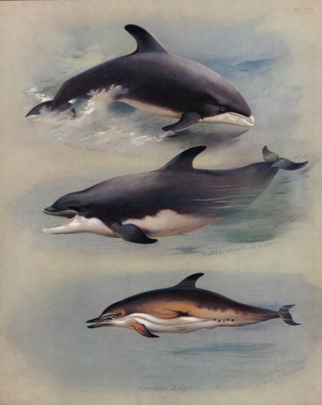 Beyaz Gagalı Yunus, Şişe Burunlu Yunus, Adi Yunus by Archibald Thorburn