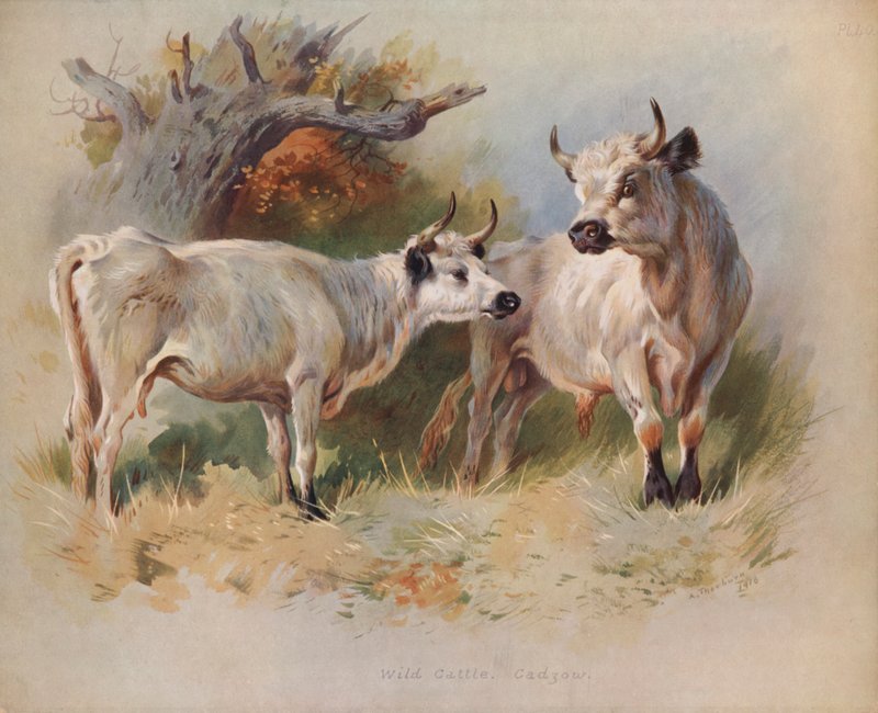 Yabani Sığır, Cadzow by Archibald Thorburn