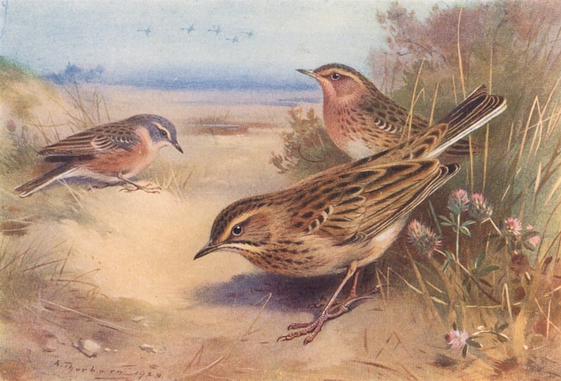  by Archibald Thorburn