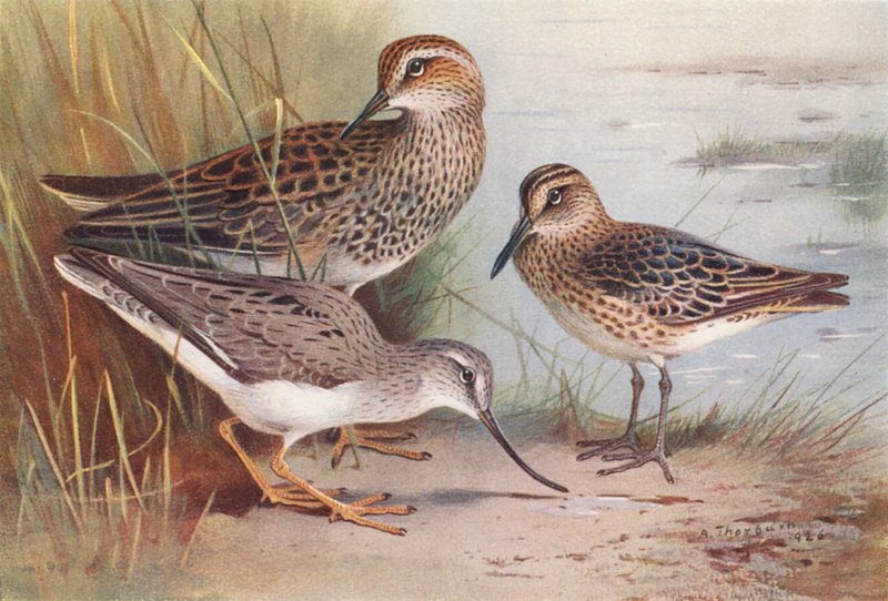  by Archibald Thorburn
