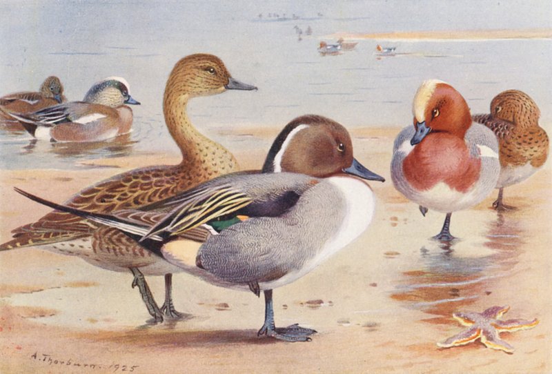  by Archibald Thorburn