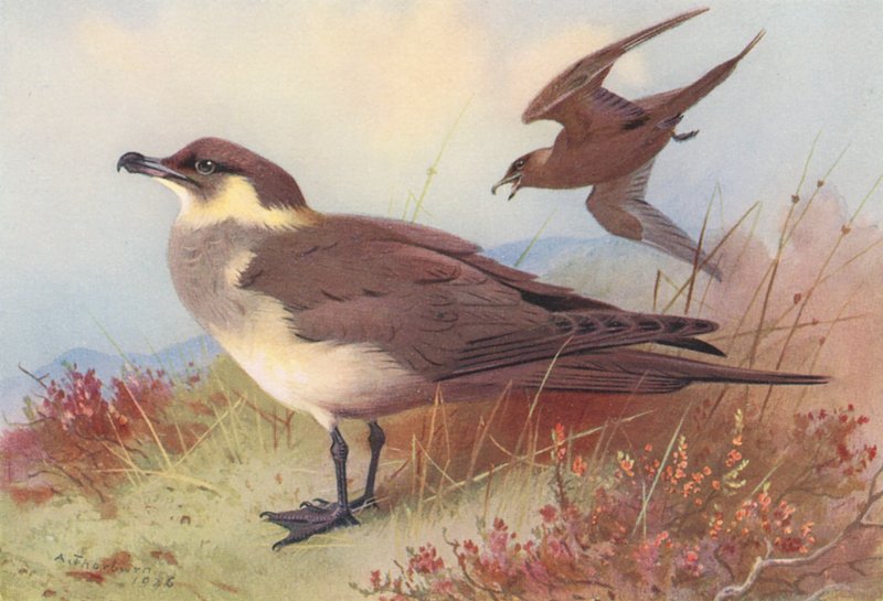  by Archibald Thorburn