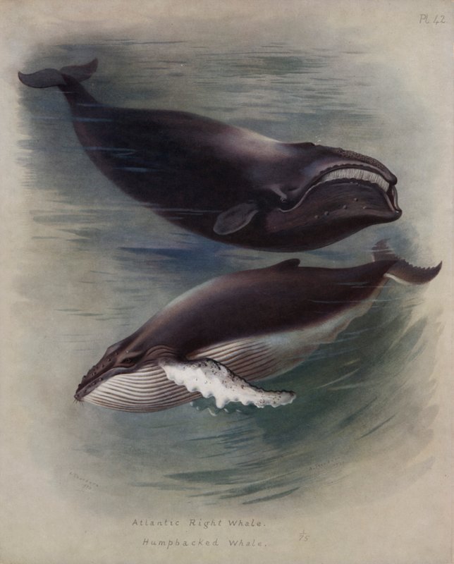Atlantik Sağ Balinası, Kambur Balina by Archibald Thorburn