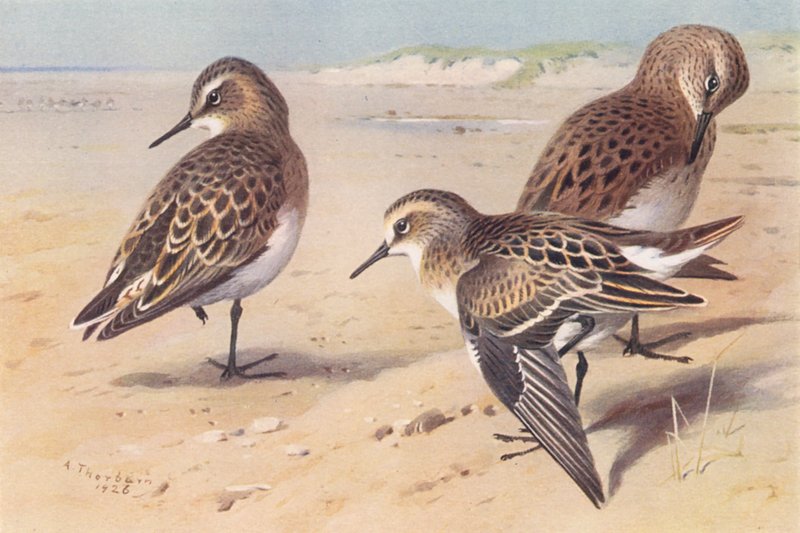  by Archibald Thorburn