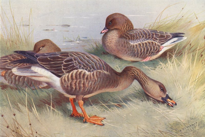  by Archibald Thorburn