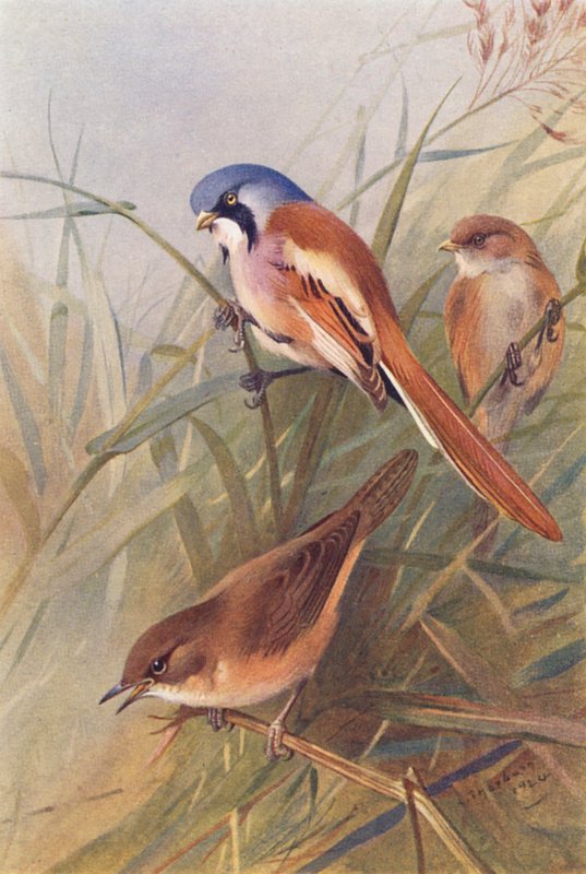  by Archibald Thorburn