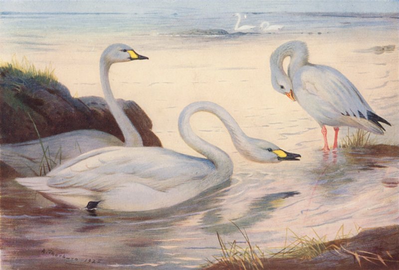  by Archibald Thorburn