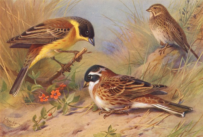  by Archibald Thorburn
