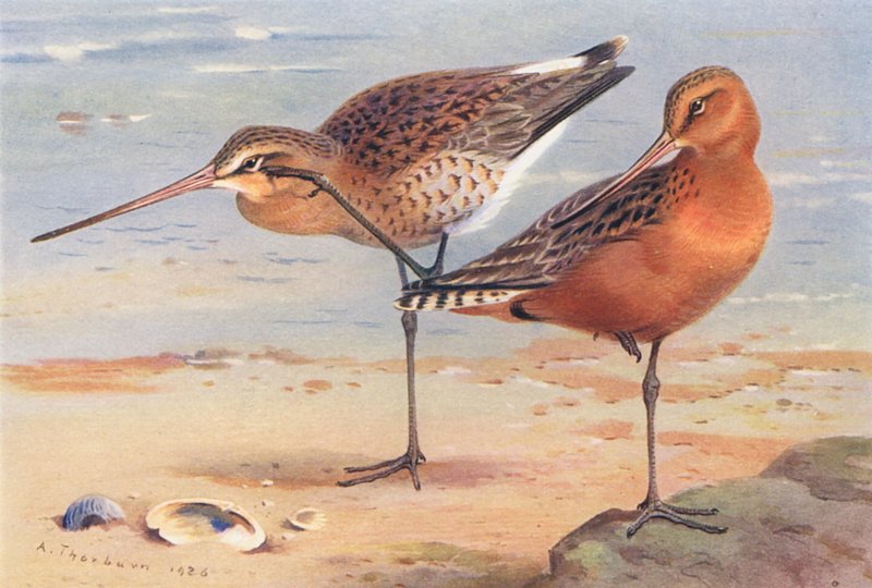 Siyah Kuyruklu Godwit (yaz), Çubuk Kuyruklu Godwit (yaz) (renkli lito) by Archibald Thorburn