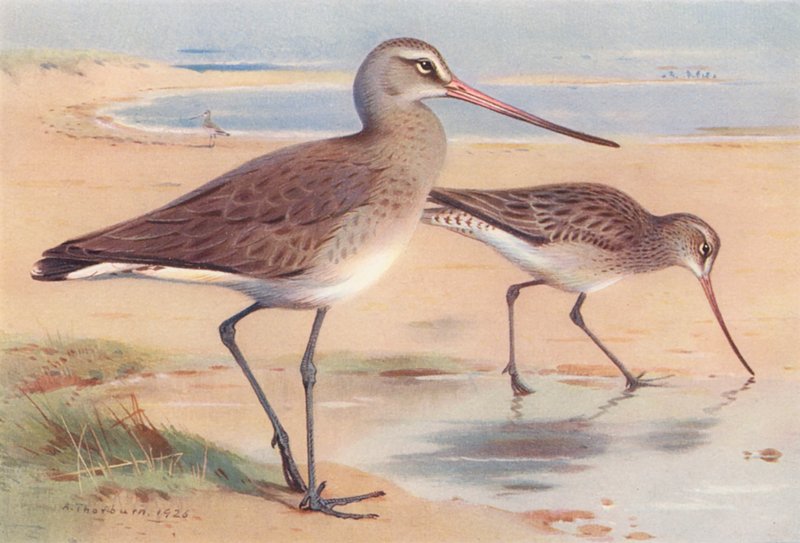  by Archibald Thorburn