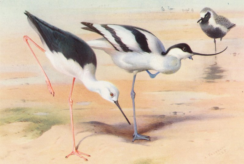  by Archibald Thorburn