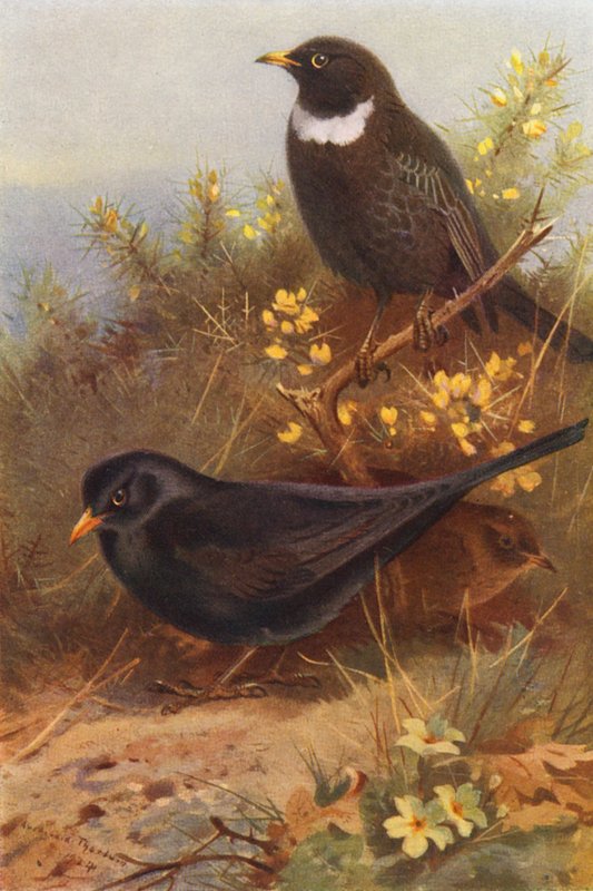  by Archibald Thorburn