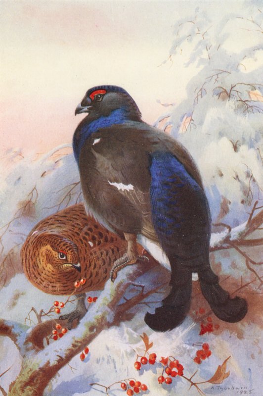  by Archibald Thorburn