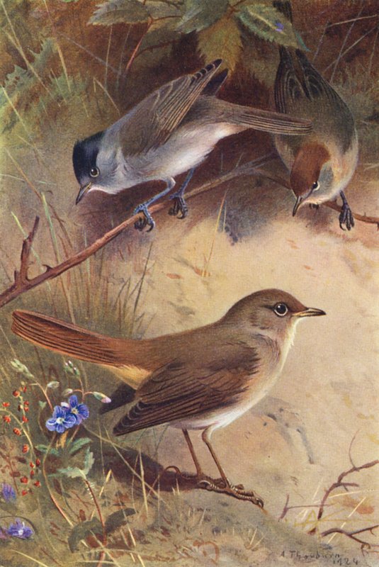  by Archibald Thorburn
