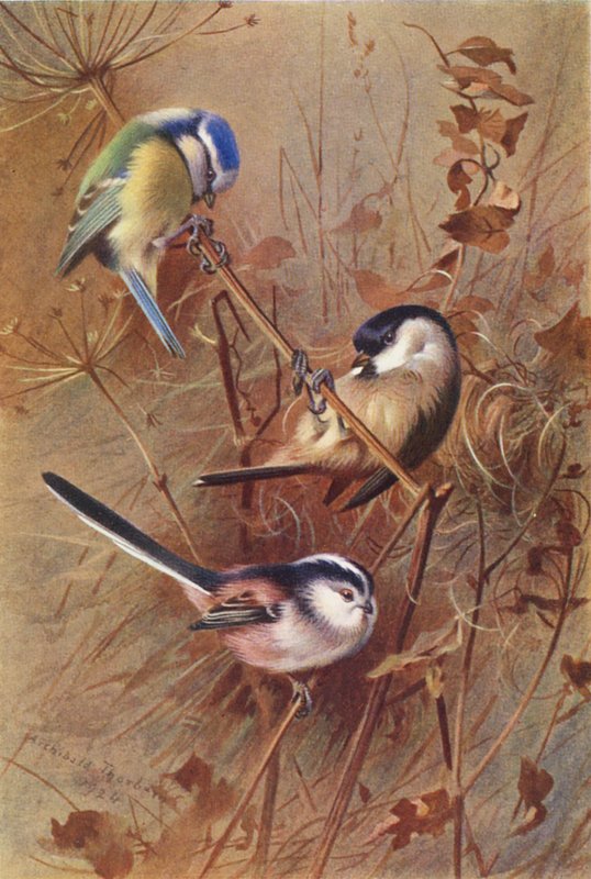  by Archibald Thorburn