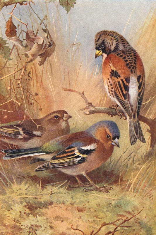  by Archibald Thorburn