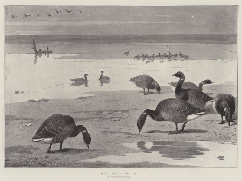 Sahildeki Brent Kazları by Archibald Thorburn