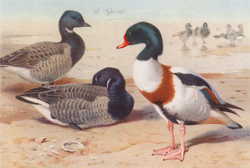  by Archibald Thorburn