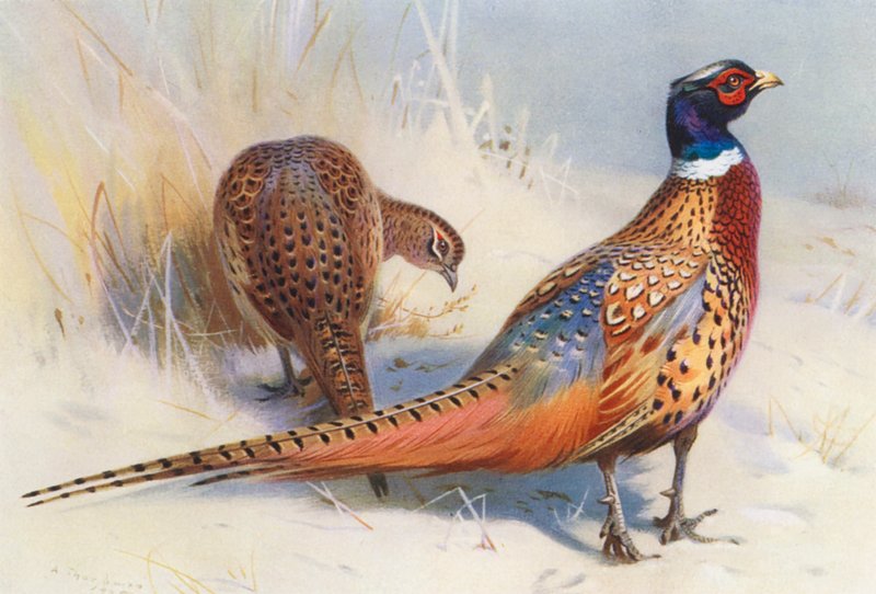  by Archibald Thorburn