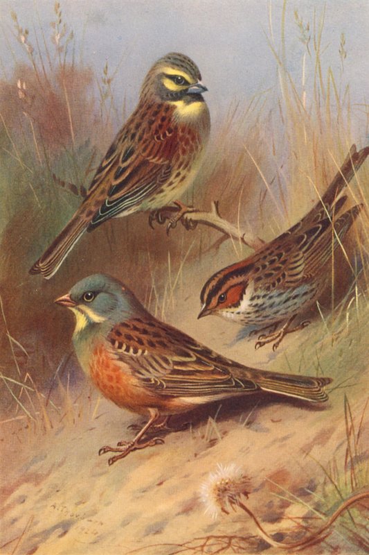  by Archibald Thorburn