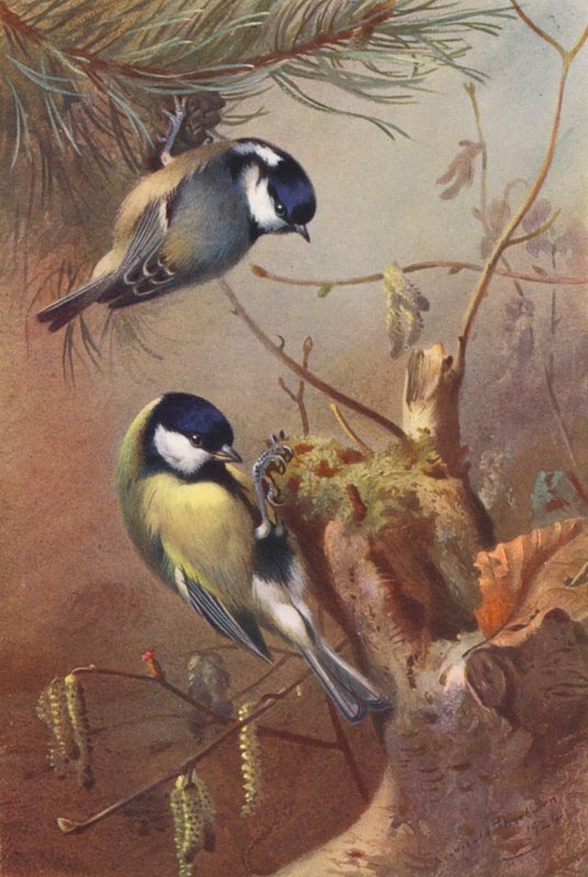 Kömür Baştankarası, Büyük Baştankara (renkli taş baskı) by Archibald Thorburn