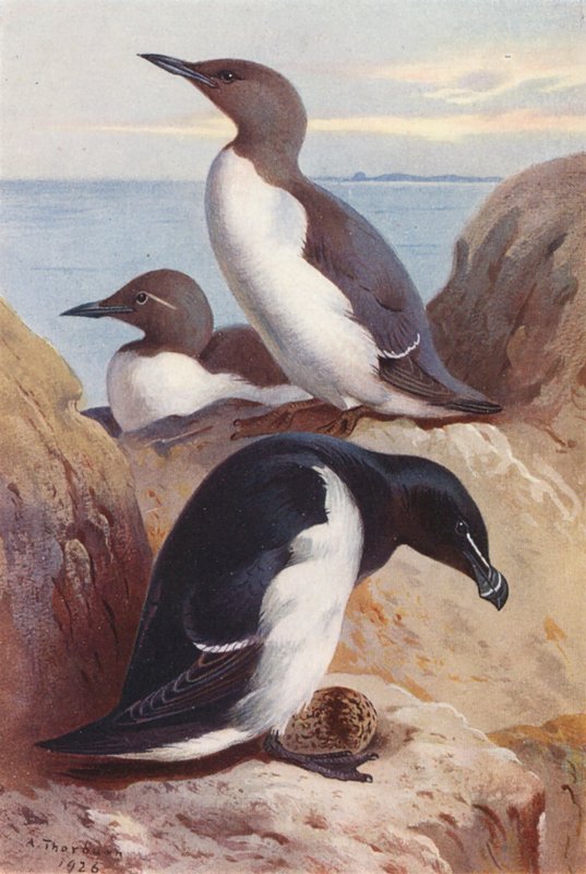  by Archibald Thorburn