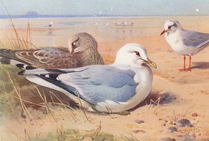  by Archibald Thorburn